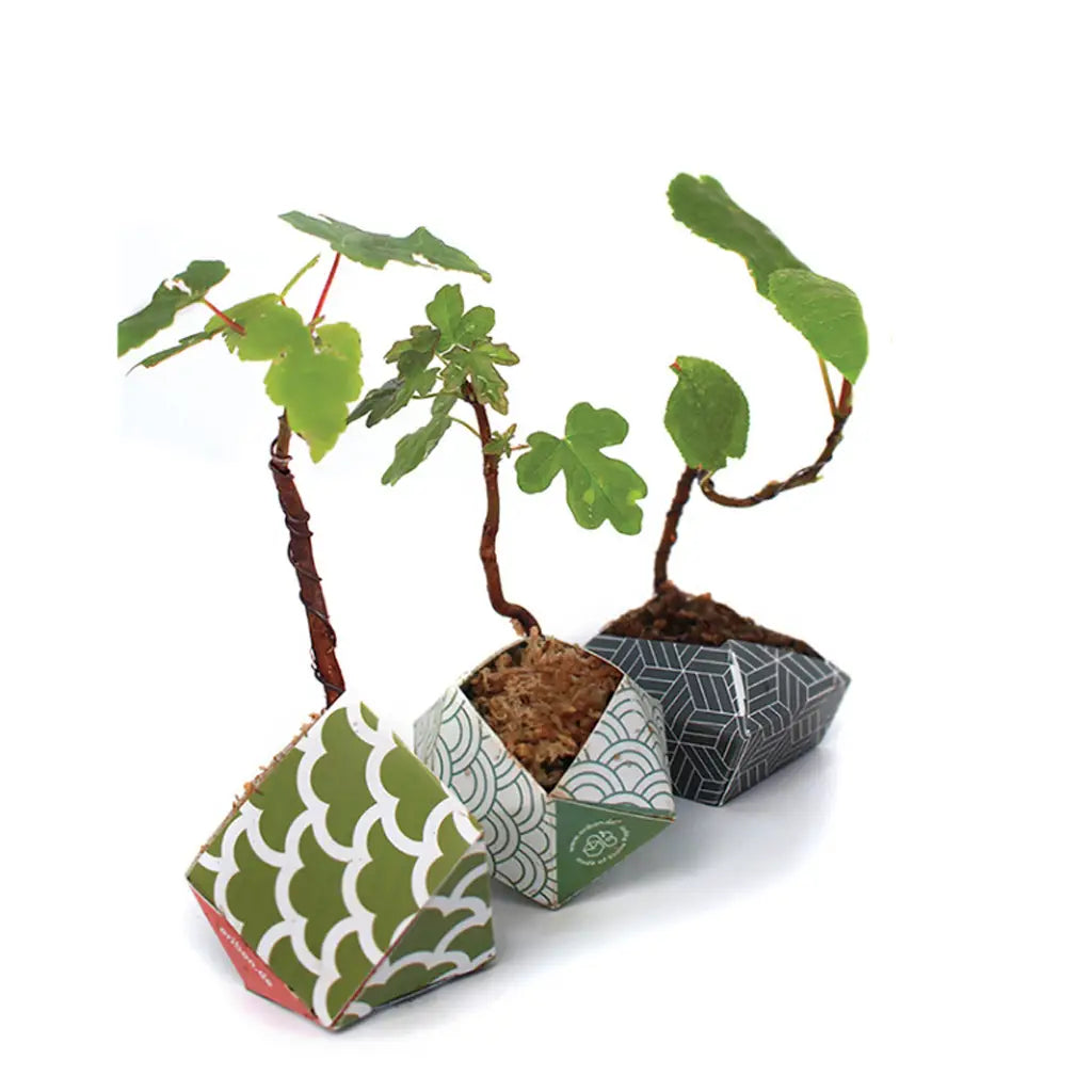 Oribon Japanese Edition - Fold | Sow | Grow