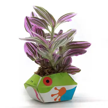 Oribon Rainforest Edition - Fold | Sow | Grow