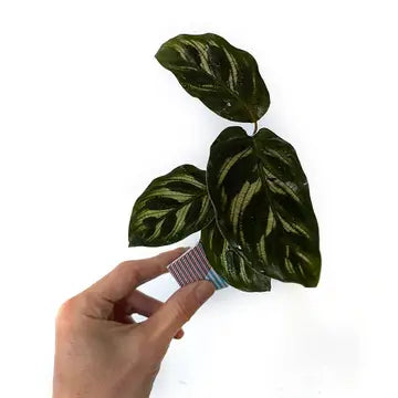 Oribon Classic Edition - Fold | Sow | Grow