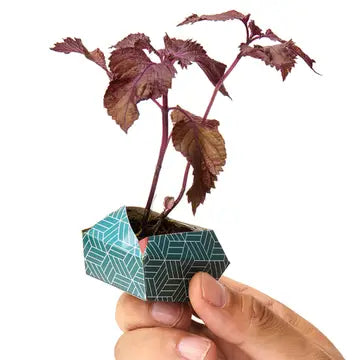 Oribon Japanese Edition - Fold | Sow | Grow