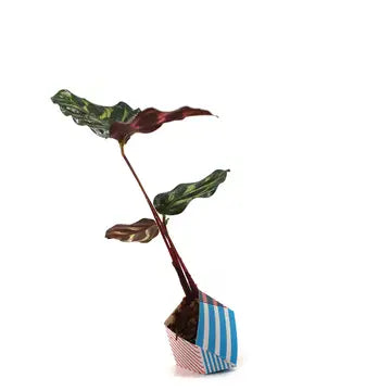 Oribon Classic Edition - Fold | Sow | Grow