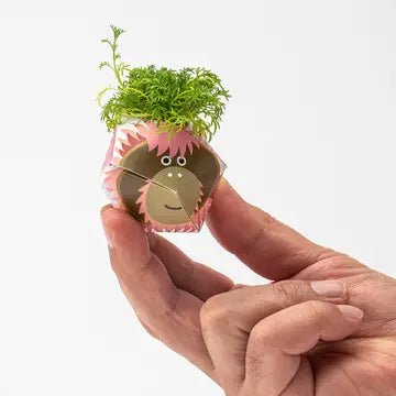 Oribon Rainforest Edition - Fold | Sow | Grow