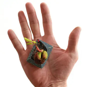Oribon Japanese Edition - Fold | Sow | Grow