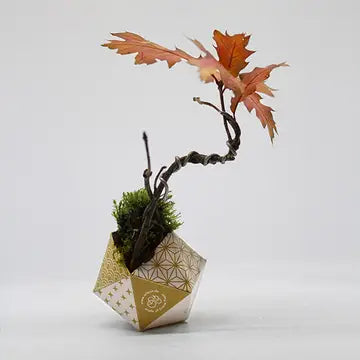 Oribon Japanese Edition - Fold | Sow | Grow