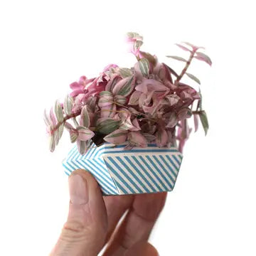 Oribon Classic Edition - Fold | Sow | Grow