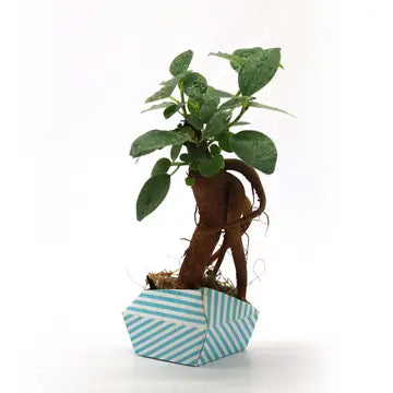 Oribon Classic Edition - Fold | Sow | Grow