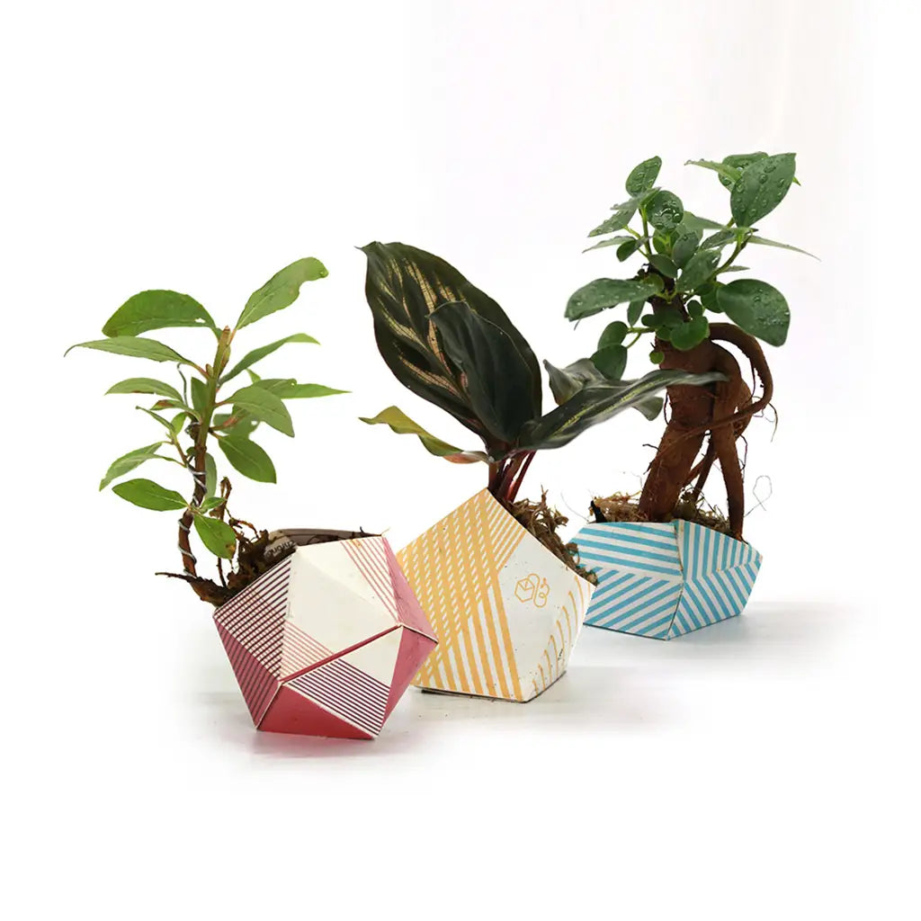 Oribon Classic Edition - Fold | Sow | Grow